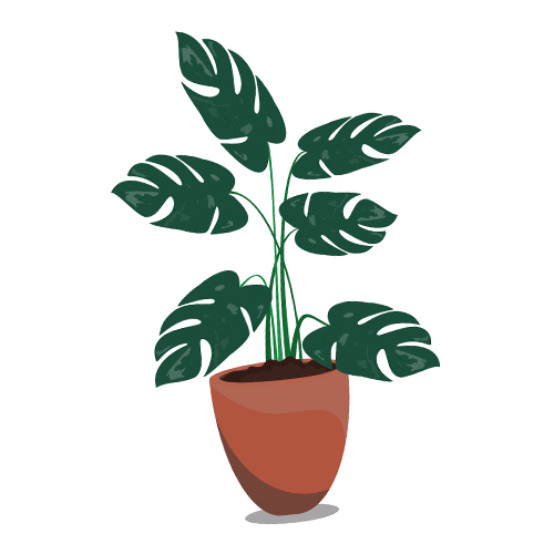 onlinejungle-plant
